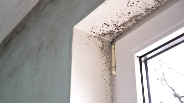 Professional Mold Removal in Charleston, MO