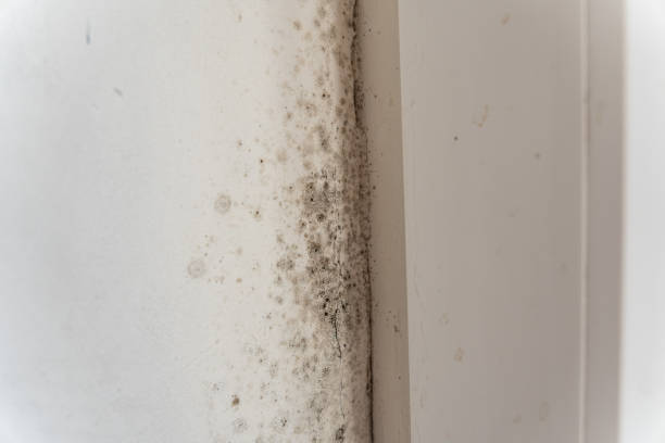 Forensic Mold Investigation in Charleston, MO